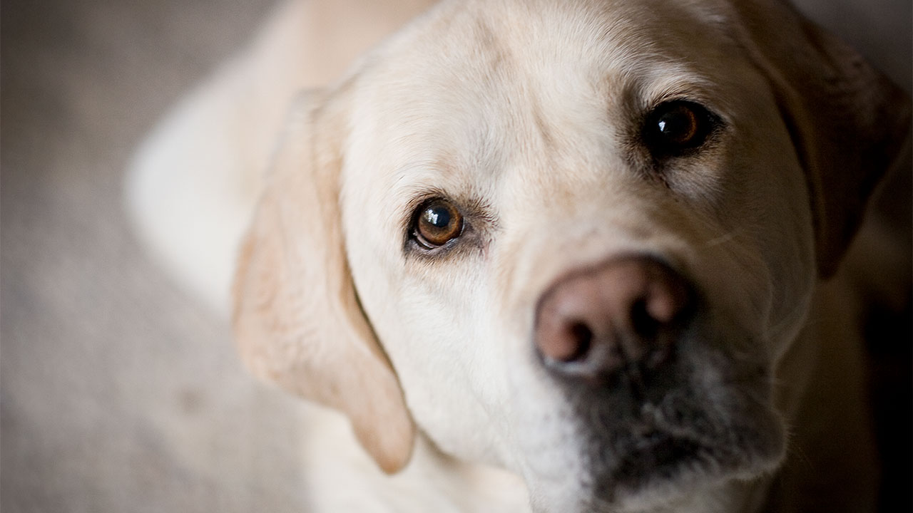 innovet cbd oil for dogs