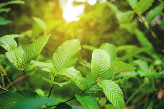 kratom brands
